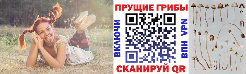 Купить Янаул Галлюциногенные грибы Cubensis